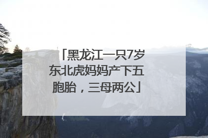 黑龙江一只7岁东北虎妈妈产下五胞胎，三母两公